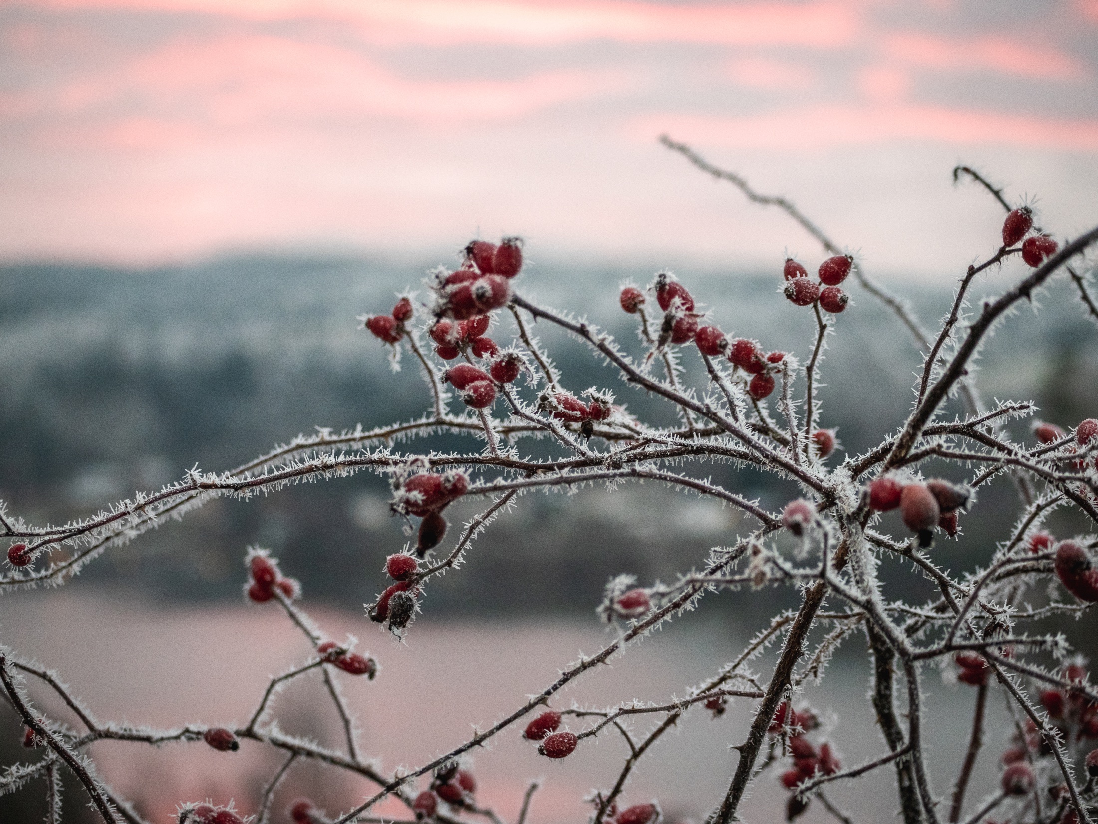 Frostbær